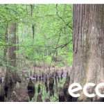 Ecobot Launches StoryMap